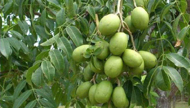 what are the benefits of hog plum.jpg